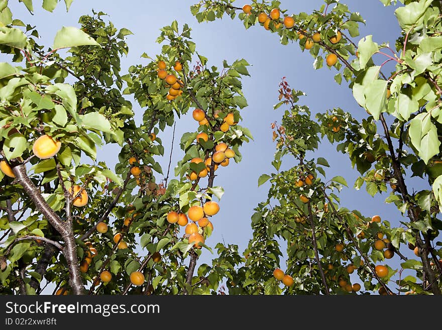 Apricots On A Branch