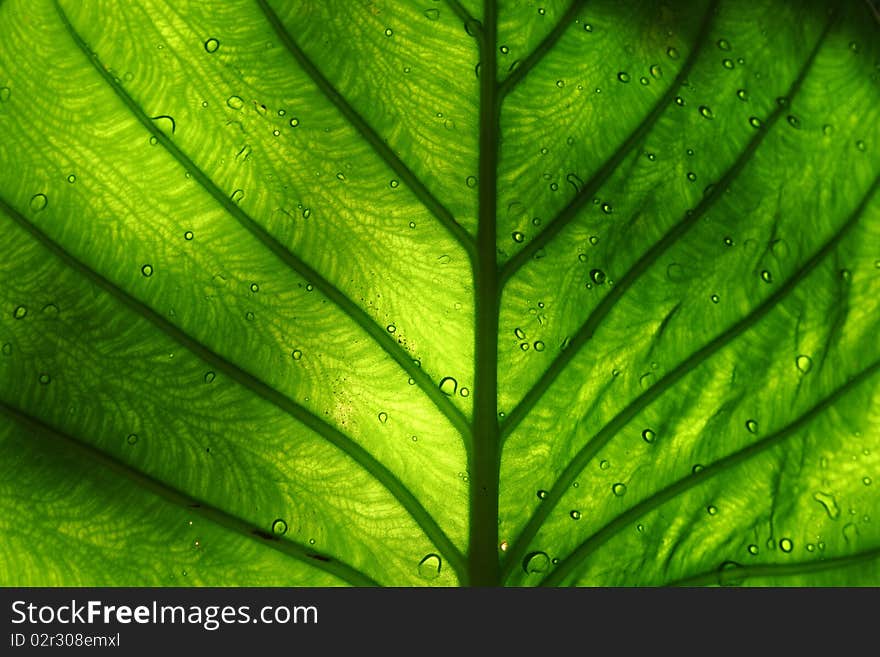 Close up shot of a bright green leaf. Close up shot of a bright green leaf