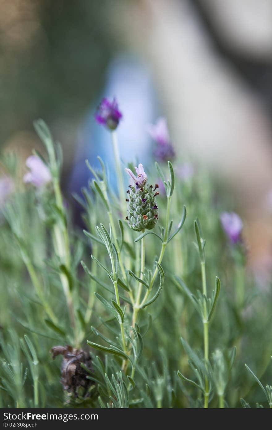 Close up of Lavender flower