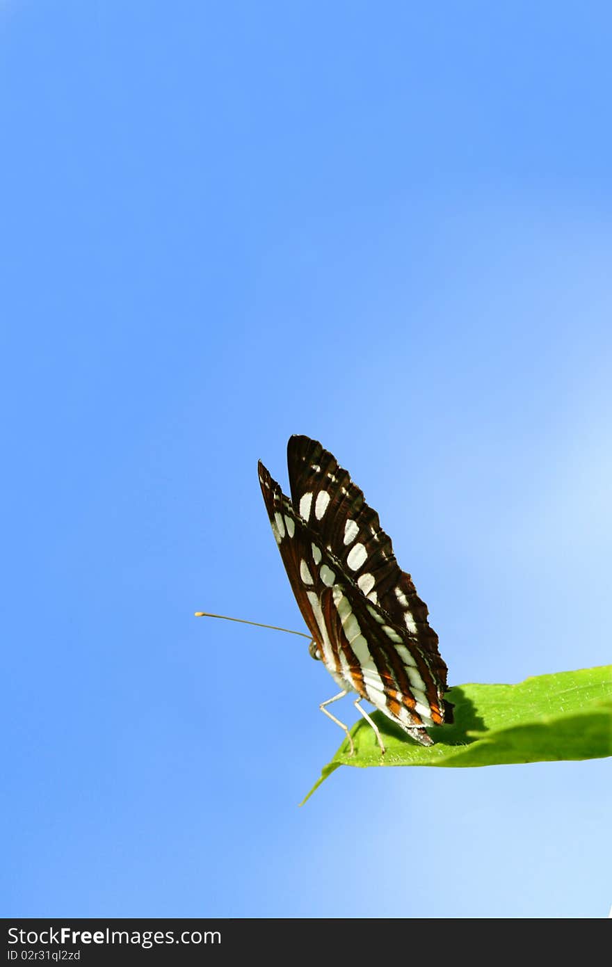 A butterfly in a sky background