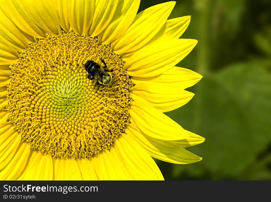 Macro of bumblebee on sunflower