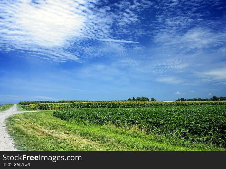 Green Fields By Dirt Road