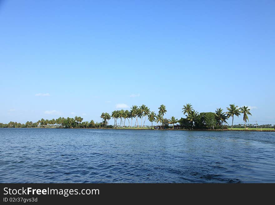 Coconut trees along the backwaters of Kerala, India.