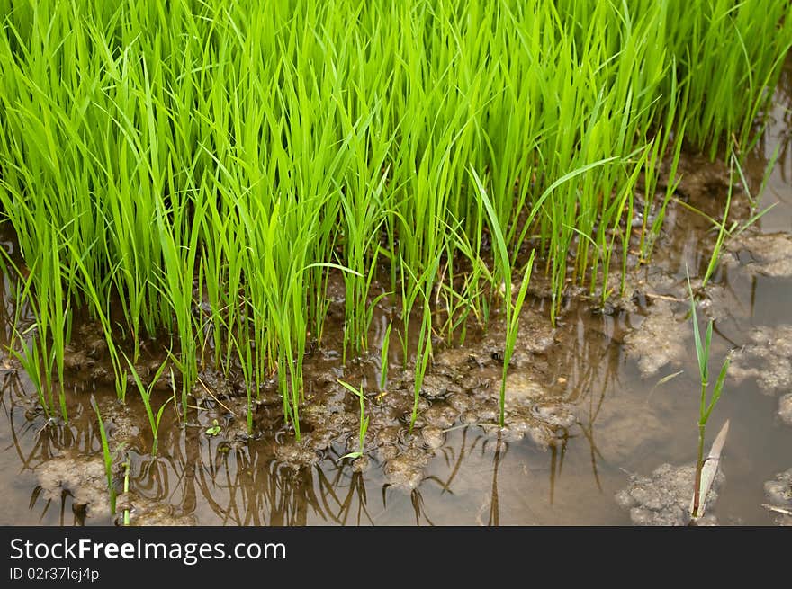 Rice Field