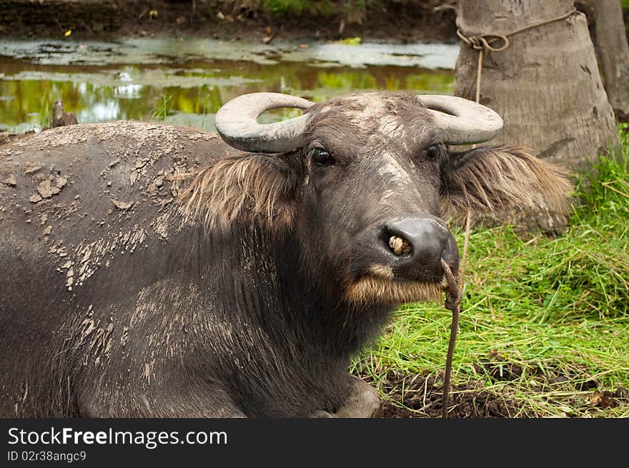 Philippine water buffalo tied-up to a coconut tree