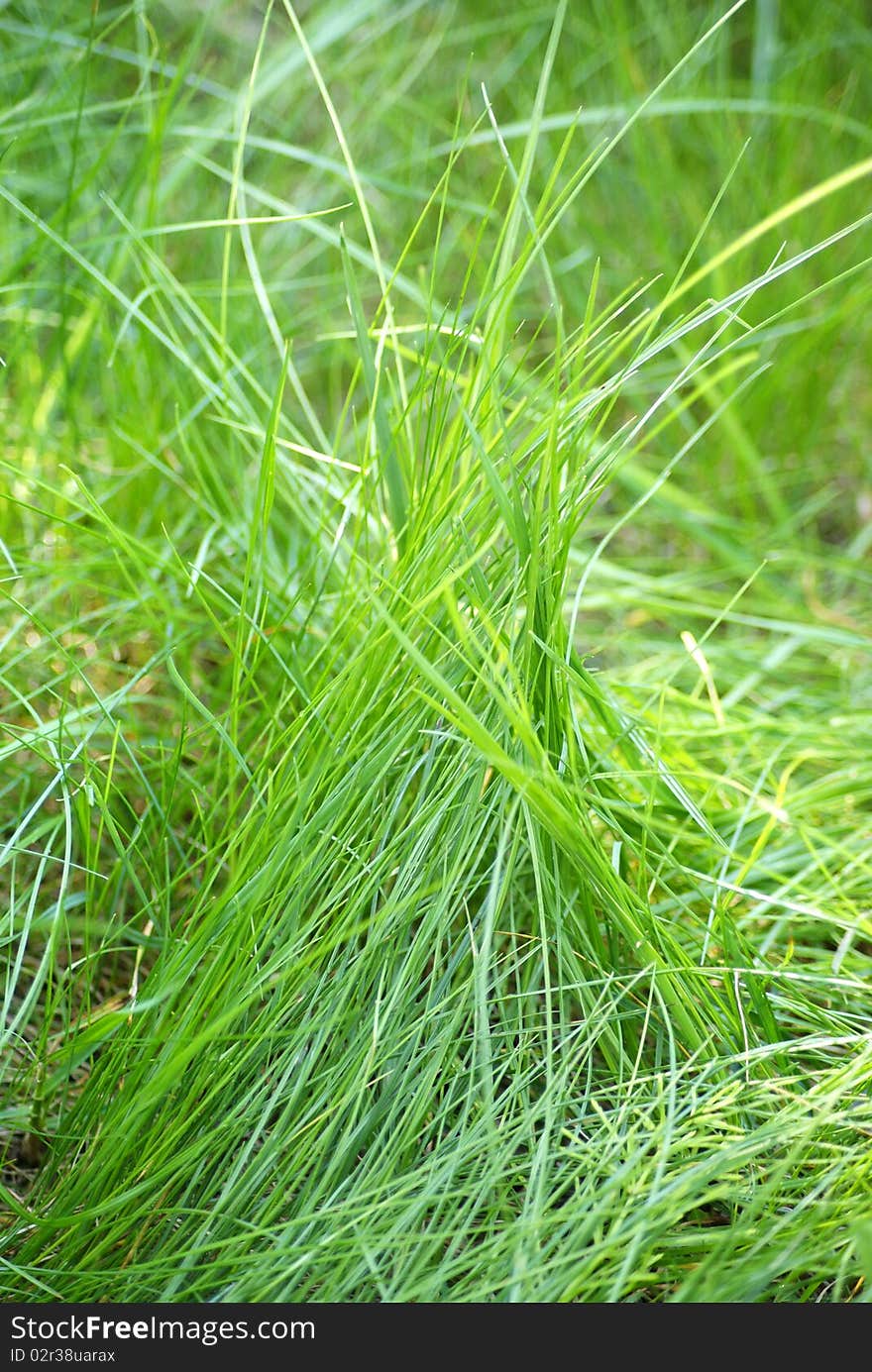 Closeup shot on green grass