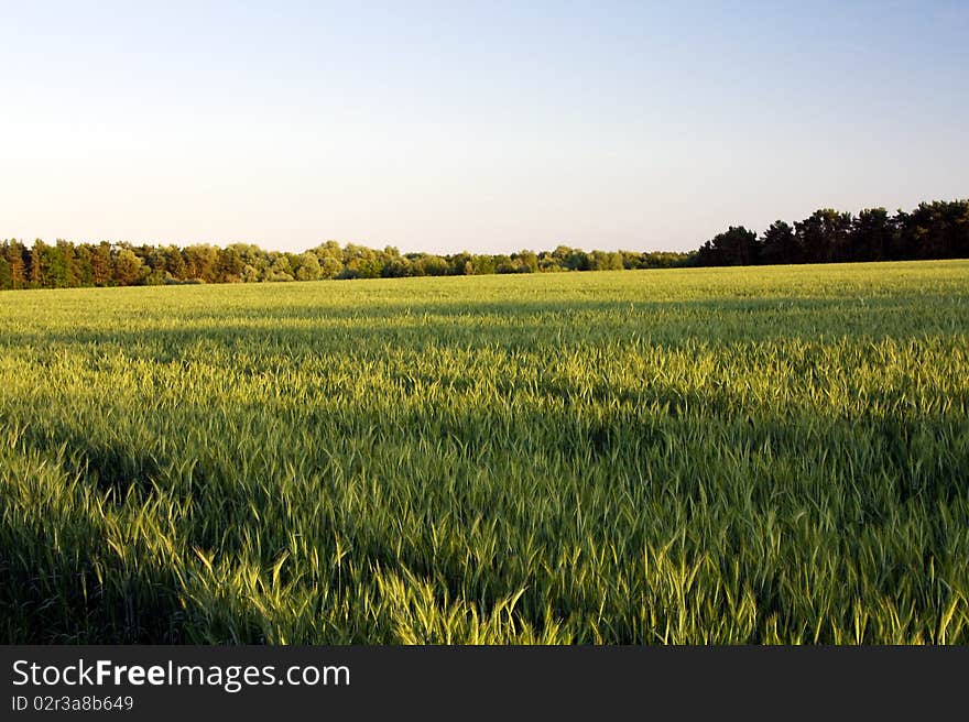 Agricultural field on which grain plants grow. Agricultural field on which grain plants grow