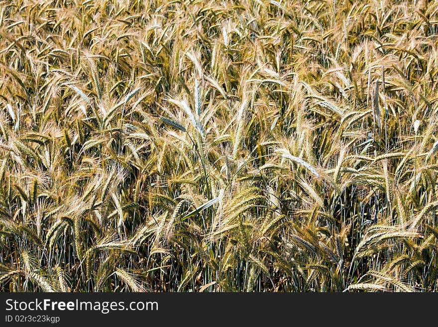 Field part on which ears of the ripened grain plants grow. Field part on which ears of the ripened grain plants grow