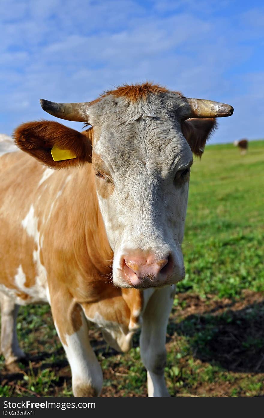 Cow