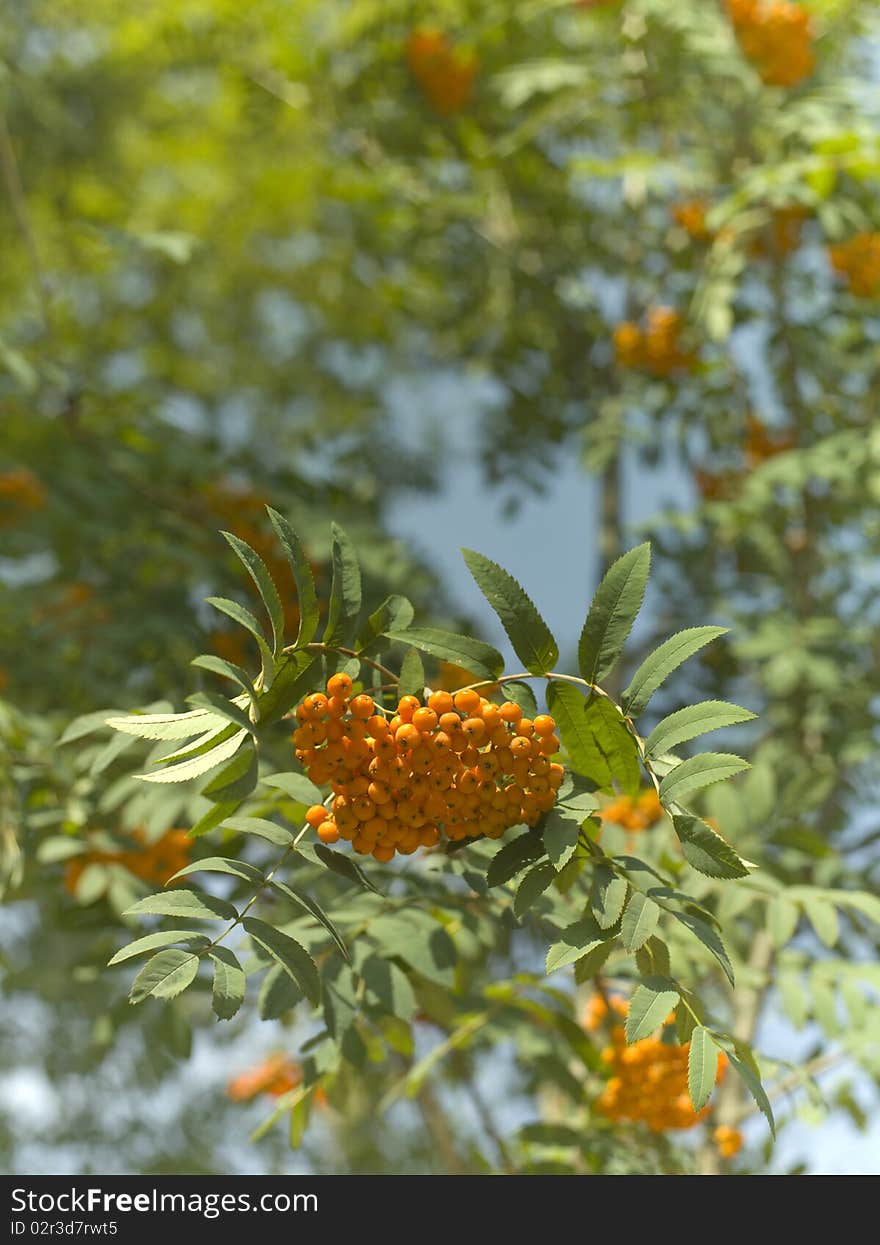 Rowanberry