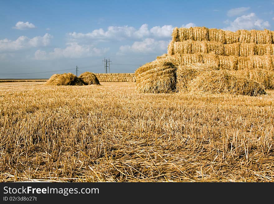 Cleaned grain, straw from which is combined in a stack. Cleaned grain, straw from which is combined in a stack