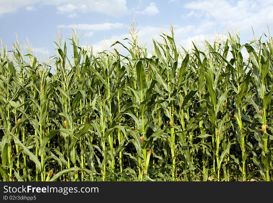 Green corn growing in an agricultural field. Green corn growing in an agricultural field