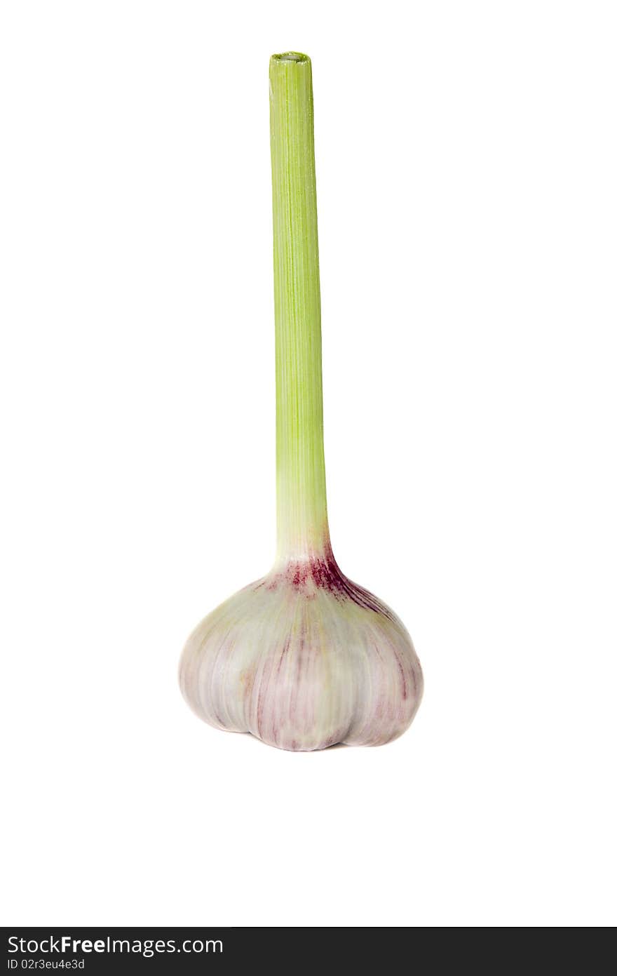 One head of garlic on a white background