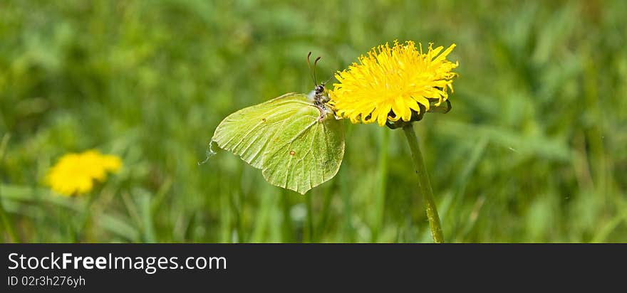 Butterfly on dandelion