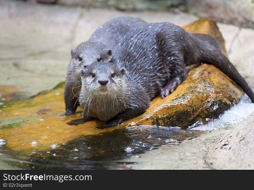 Asian Small-Clawed Otters take a swim in a stream, they are found in South-East Asia in countries such as Indonesia, Malaysia, Philippines, South China and Himalayan regions.