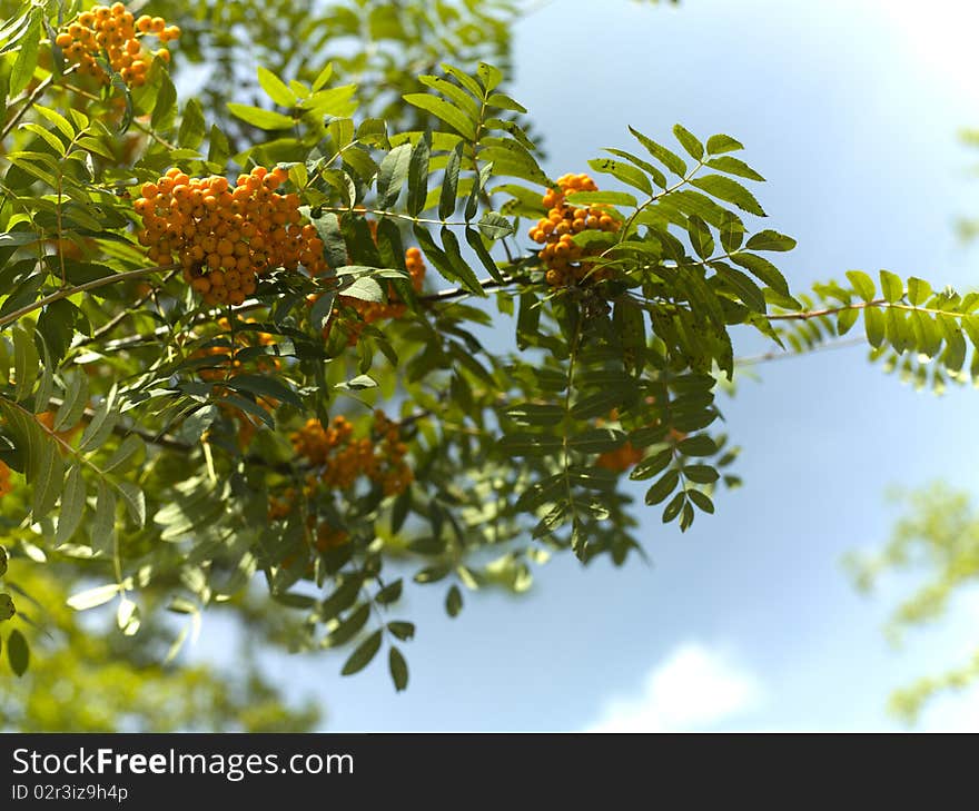 Rowanberry