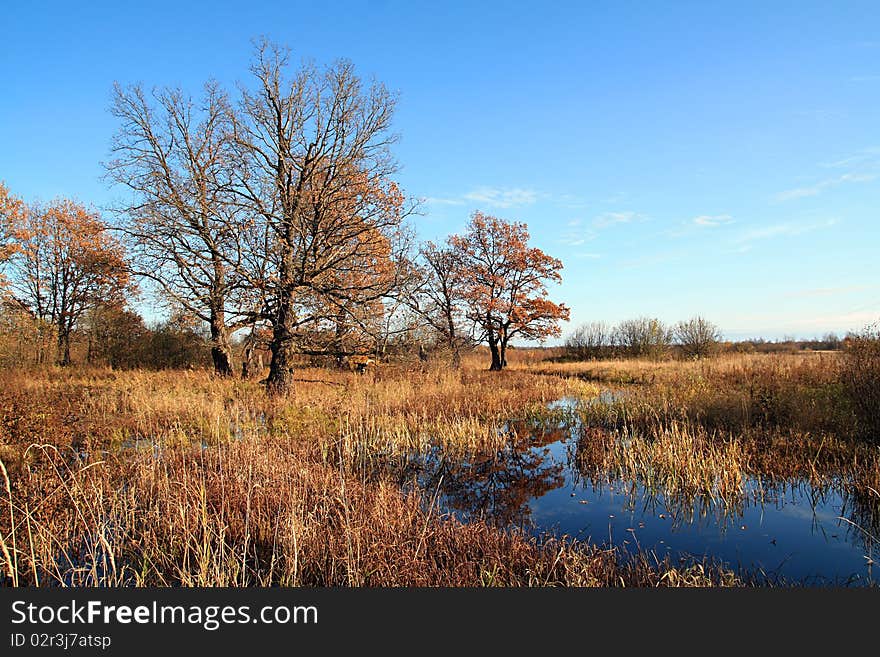 Oak wood near small river