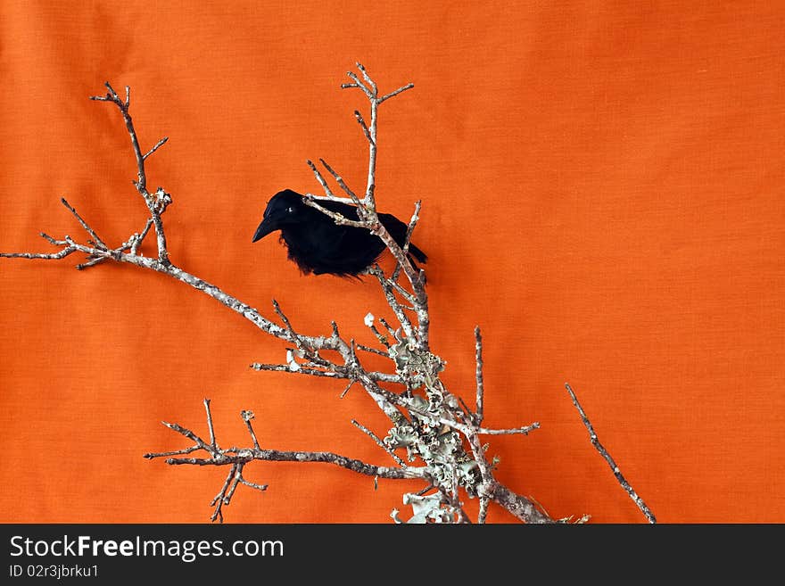 Halloween Raven on a dead branch with an orange backgound