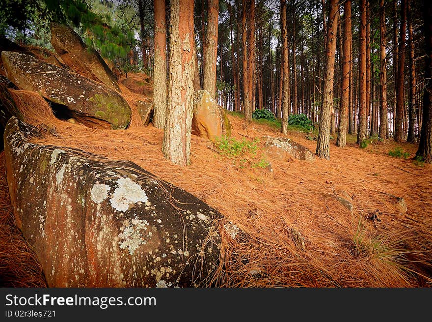 Conifer trees with a rock in the front