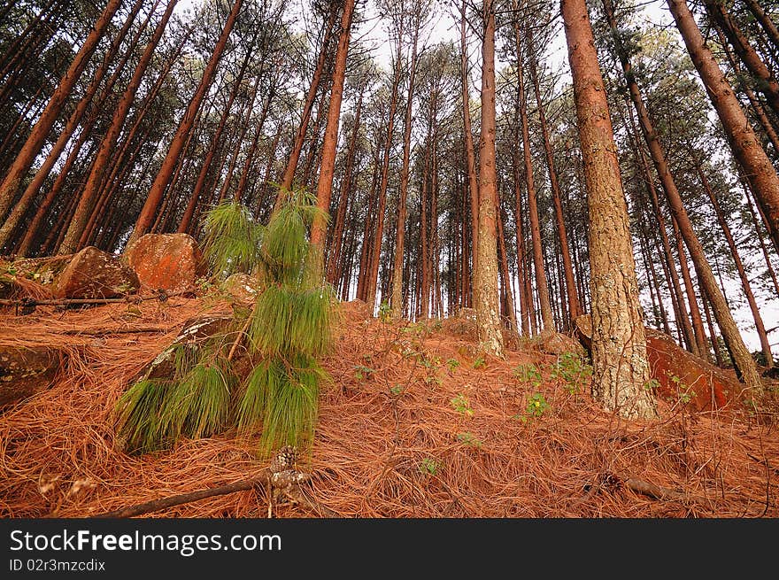 Conifer trees with a new tree in the front