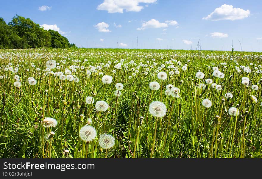 Dandelions In Field