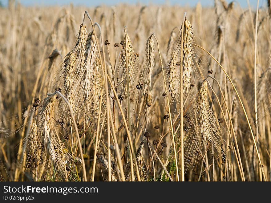 Wheat and blue sky natural