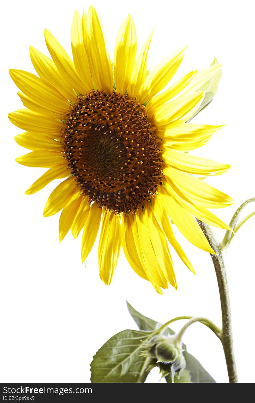 Sunflower isolated on a white background