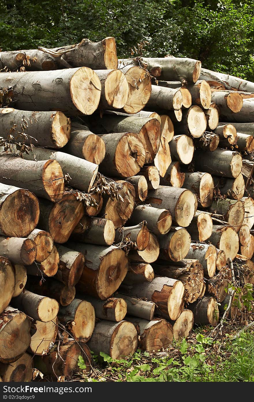 Wood stack in the forest