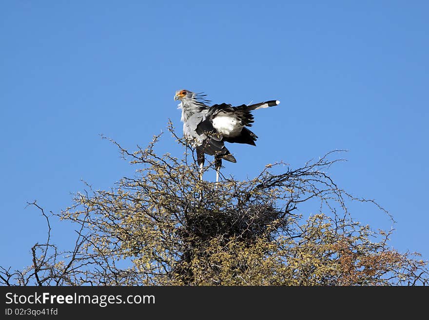 A male secretary bird, Sagittarius serpentarius, roosting in a camel thorn tree in the Kgalagadi Transfrontier National Park in South Africa and Botswana. It has loose black feathers behind its head that look like quills that were earlier used as pens. It walks through savannah grassland looking for insects, lizards, rodents and snakes, but it roosts in the tops of trees.