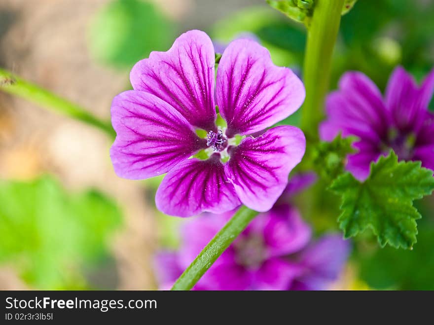 Beautiful Flowers