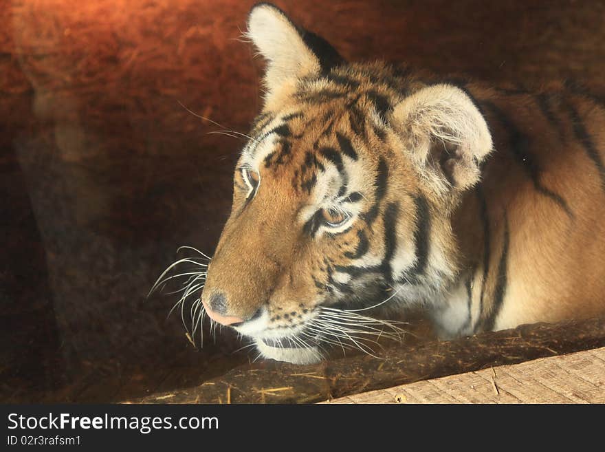 Large tiger behind a glass wall. Large tiger behind a glass wall