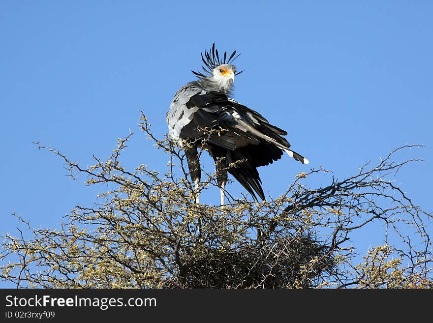 A male secretary bird