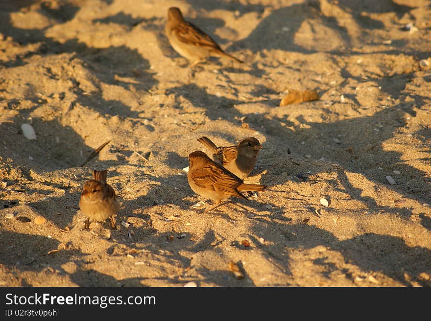 Birds on the beach