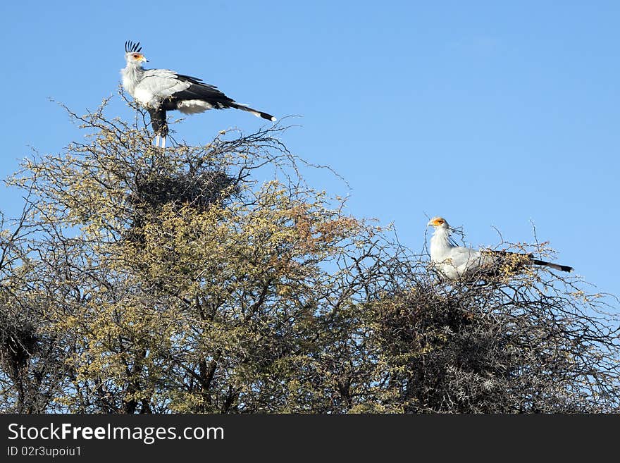 A male and female secretary bird, Sagittarius serpentarius, roosting in a camel thorn tree in the Kgalagadi Transfrontier National Park in South Africa and Botswana. It has loose black feathers behind its head that look like quills that were earlier used as pens. It walks through savannah grassland looking for insects, lizards, rodents and snakes, but it roosts in the tops of trees.