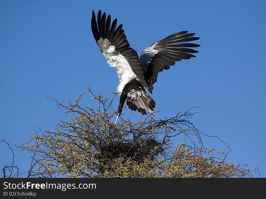 A male secretary bird, Sagittarius serpentarius, roosting in a camel thorn tree in the Kgalagadi Transfrontier National Park in South Africa and Botswana. It has loose black feathers behind its head that look like quills that were earlier used as pens. It walks through savannah grassland looking for insects, lizards, rodents and snakes, but it roosts in the tops of trees.