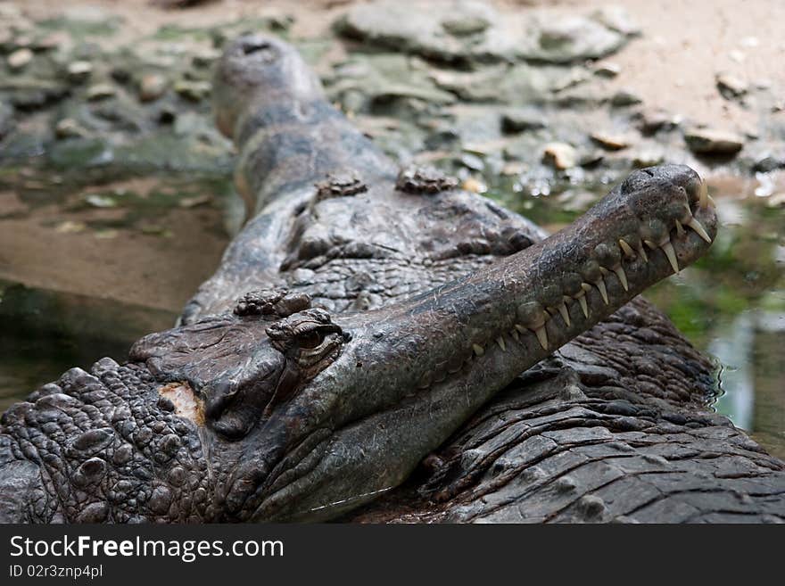 Portrait of a crocodile in a reptilarium. Portrait of a crocodile in a reptilarium