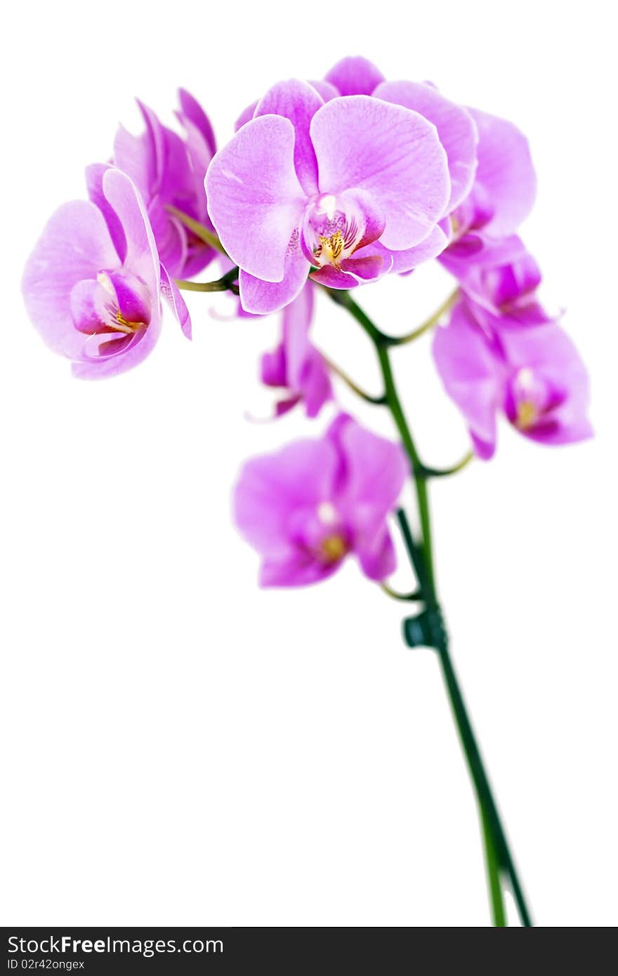 Beautiful pink Orchid, isolated on a white background. Beautiful pink Orchid, isolated on a white background.