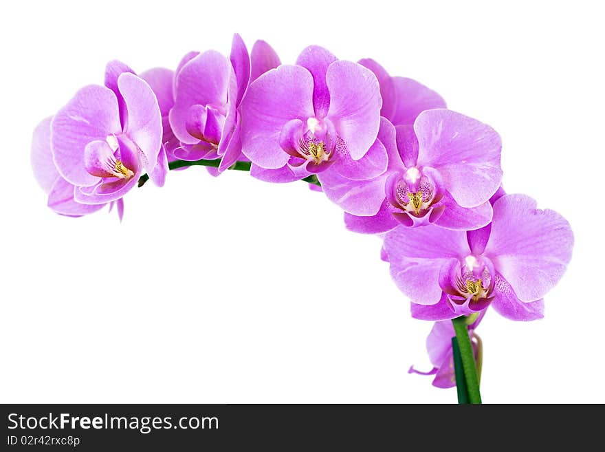 Beautiful pink Orchid, isolated on a white background. Beautiful pink Orchid, isolated on a white background.