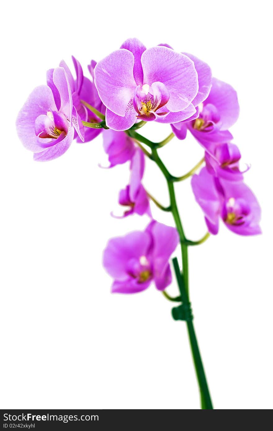 Close-up of a white orchid with pink spots