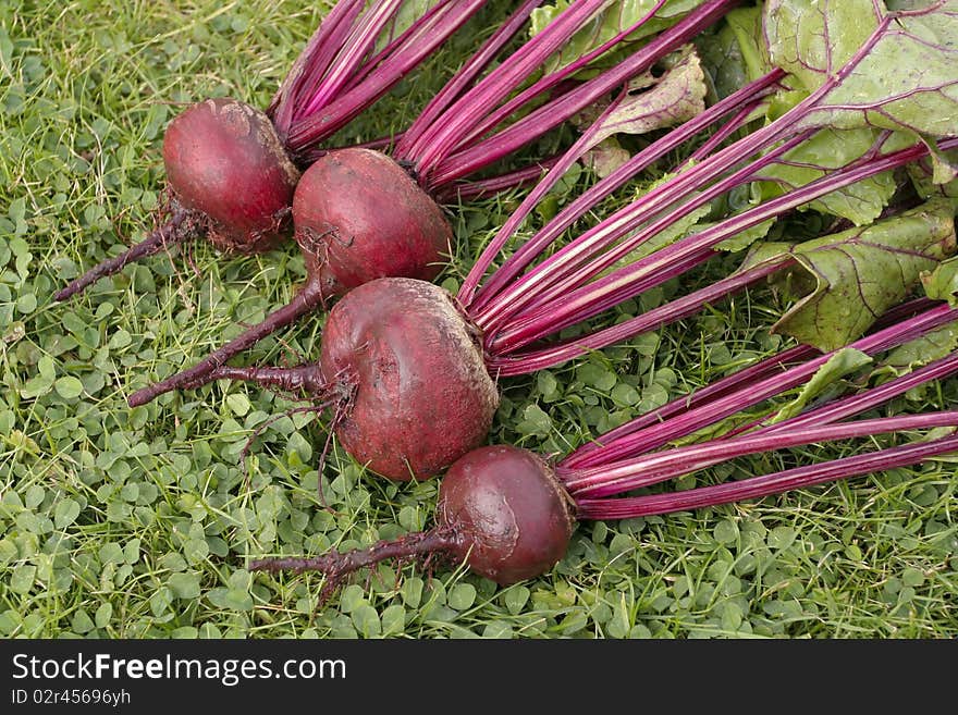 Freshly picked beetroots on grass