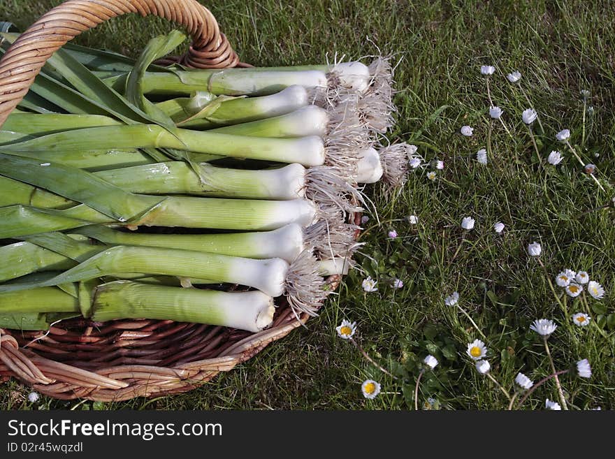 Leeks With Roots On Basket