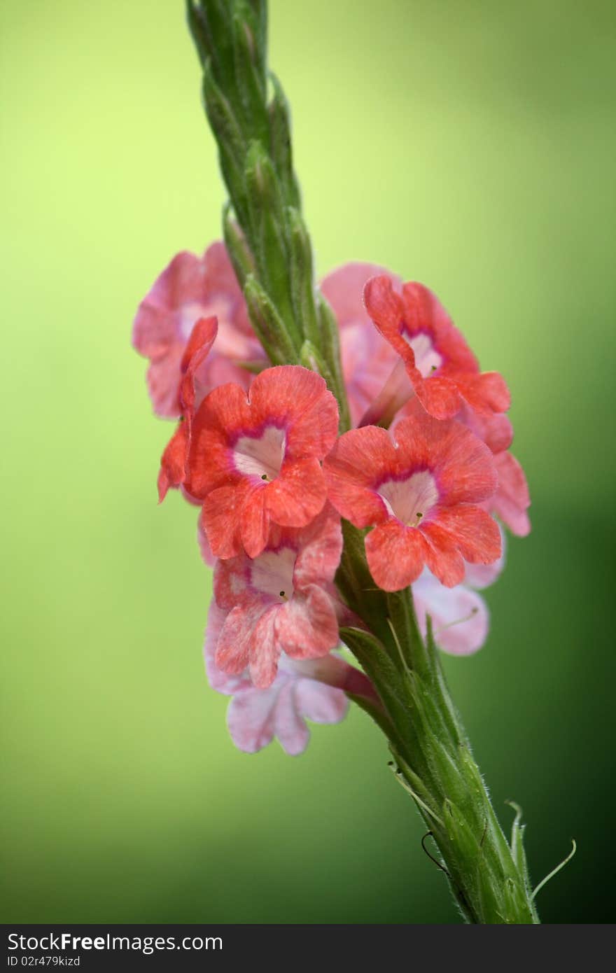 A tropical pink flower in a green background