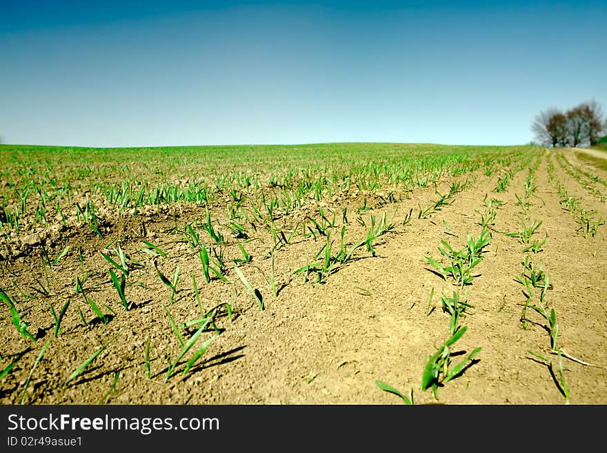 Field with sprouts