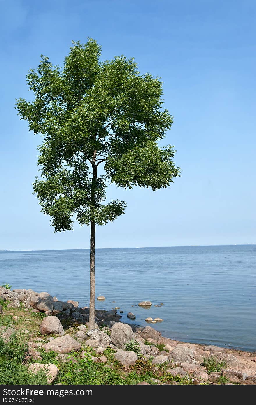 Lonely tree with blue sky and sea