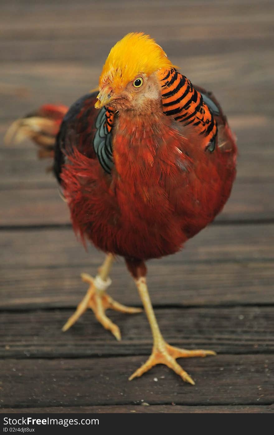 A Chinese pheasant striking a pose on a wooden walkway