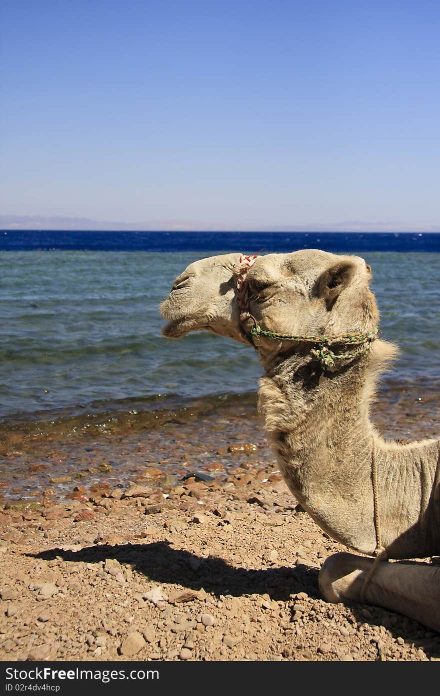 Pensive camel