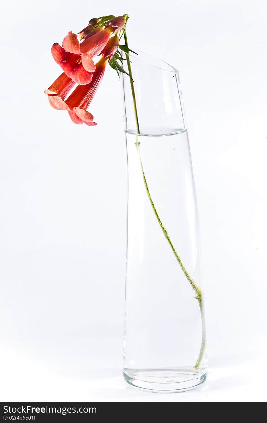 Three red flowers in transparent vase isolated