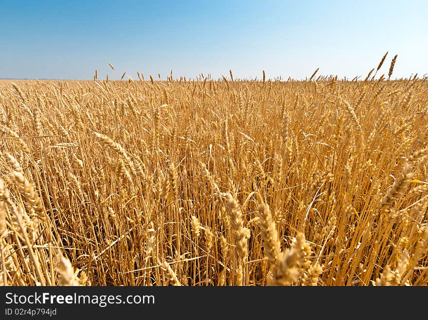 Golden wheat close up. Nature.