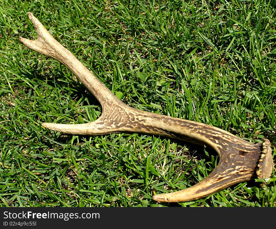 Deer antlers