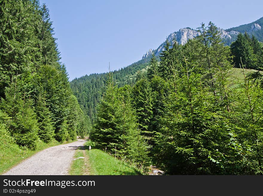 Forest road with mountains on background.